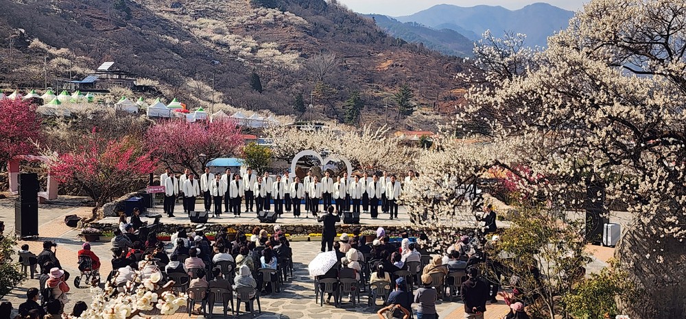 광양매화축제, 71만 흥행... 데이터로 개화 맞추고 콘텐츠로 체류시간 늘렸다