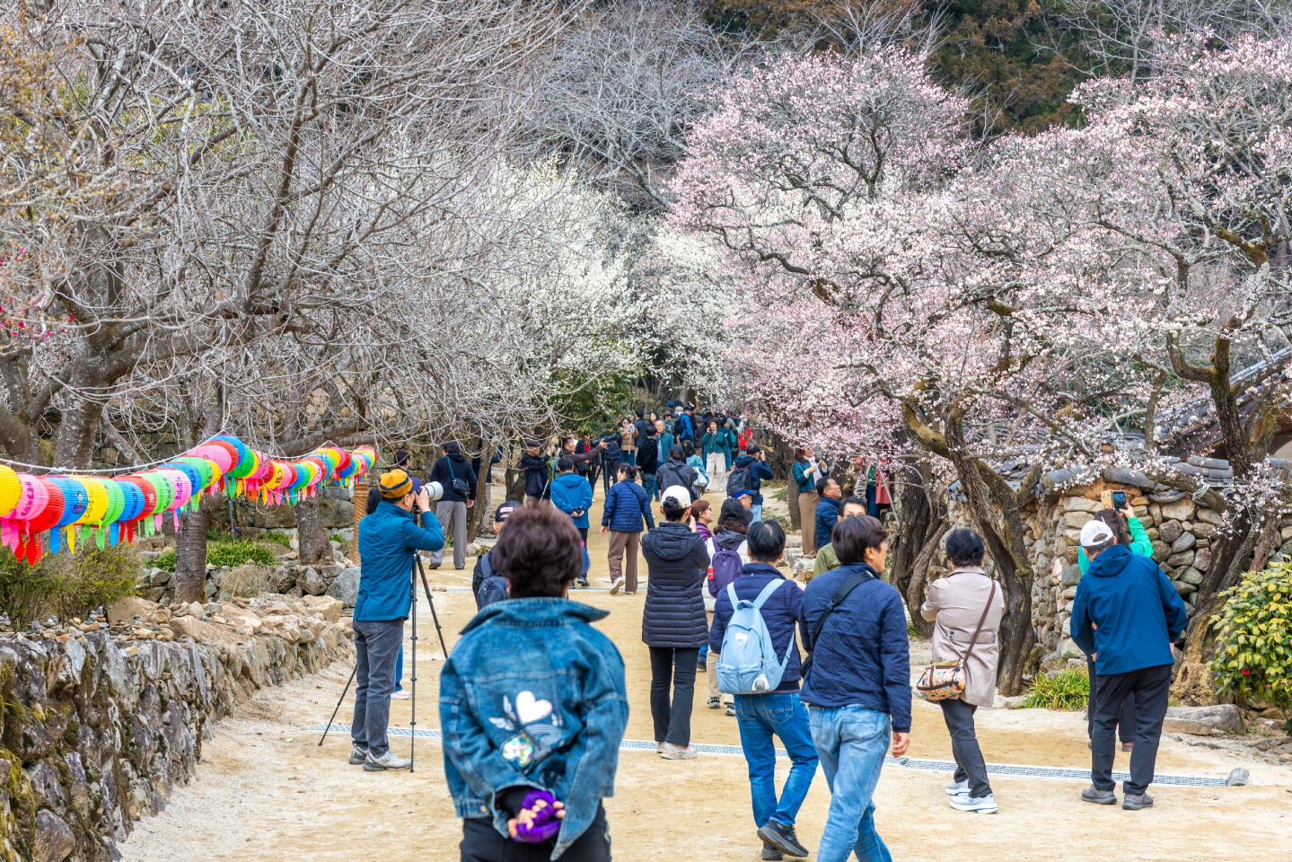매화에서 겹벚꽃까지… 천년의 봄이 이어지는 선암사, 지금이 절정