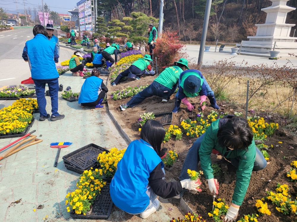 새마을운동 합천군지회, 아름다운 합천가꾸기 봄꽃 식재 실시