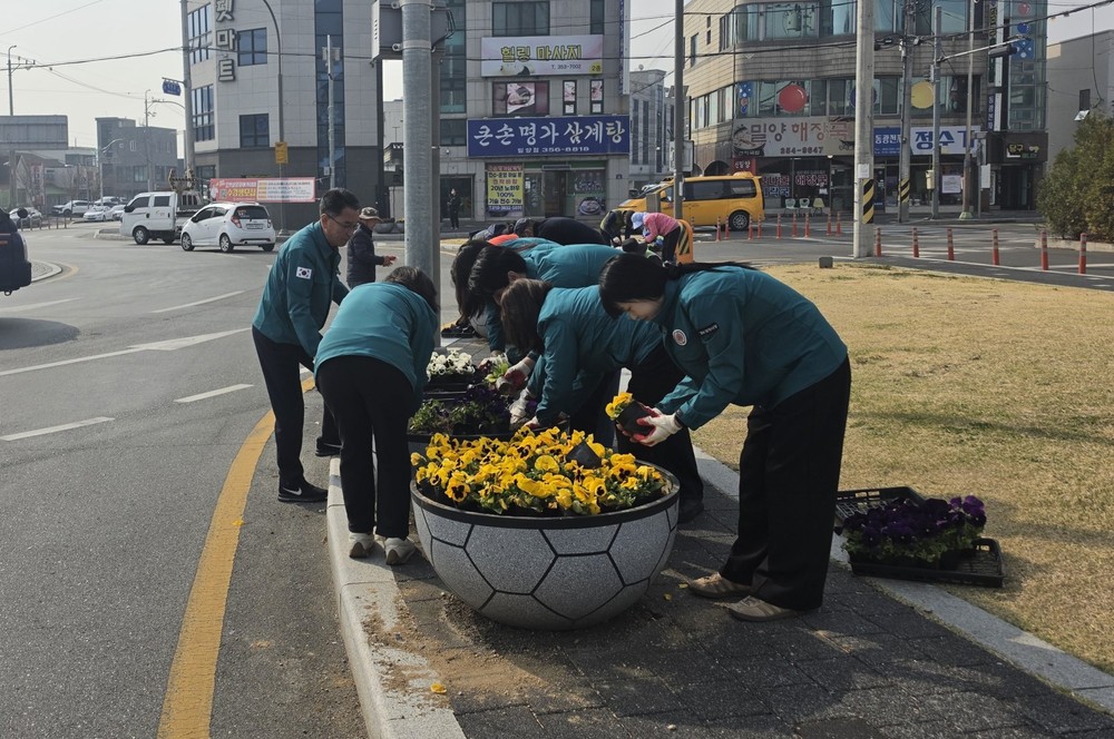 밀양시 내이동, 팬지 식재로 봄기운 물들다