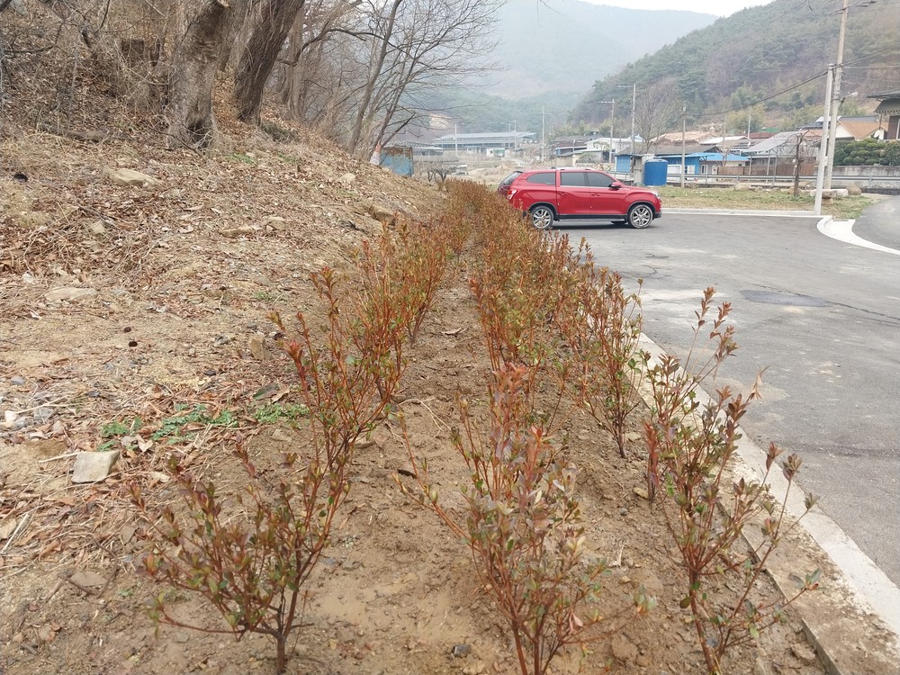 와촌면, 대동리 마을 주차장 꽃 식재로 생활환경 개선