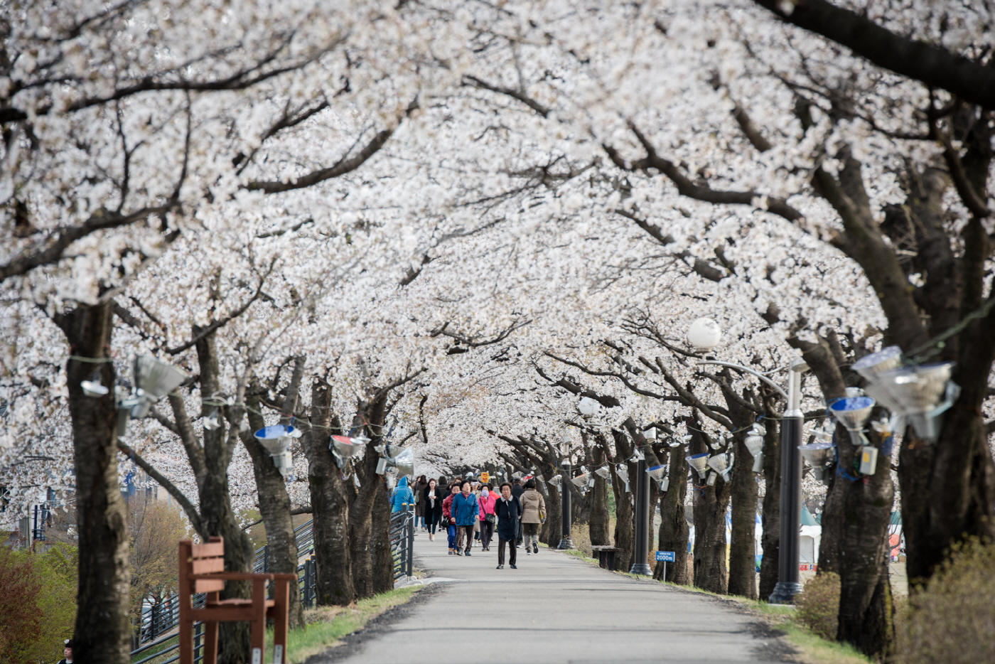 영주 벚꽃 명소 ‘서천 뚝방길·원당천·남원천변’ 주목