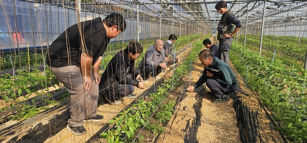 밀양시, ‘농업기술명장’ 고추 재배 교육 본격 운영