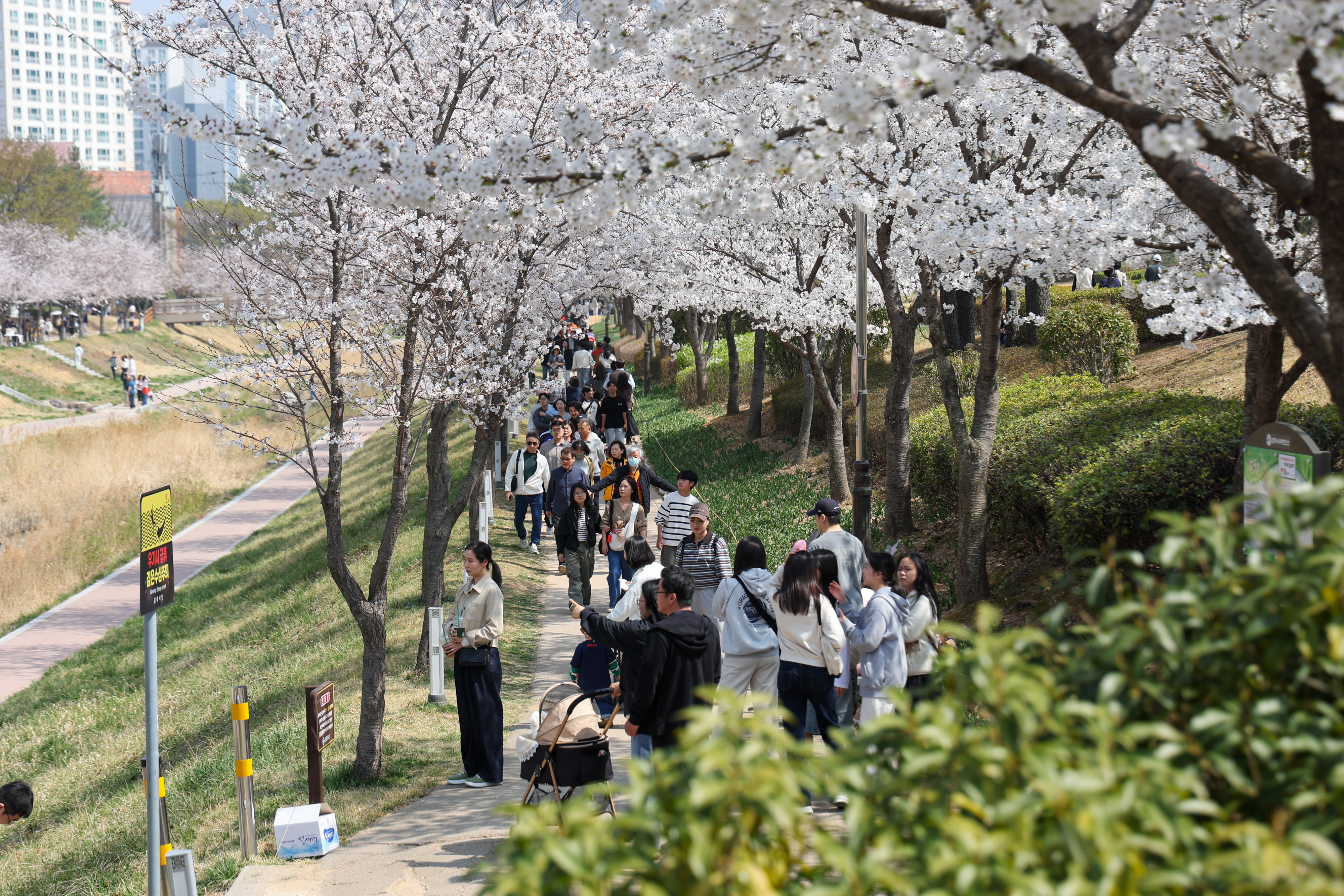 “핑크빛 설렘으로 물든 율하천” 제7회 율하벚꽃축제 성황리 개최