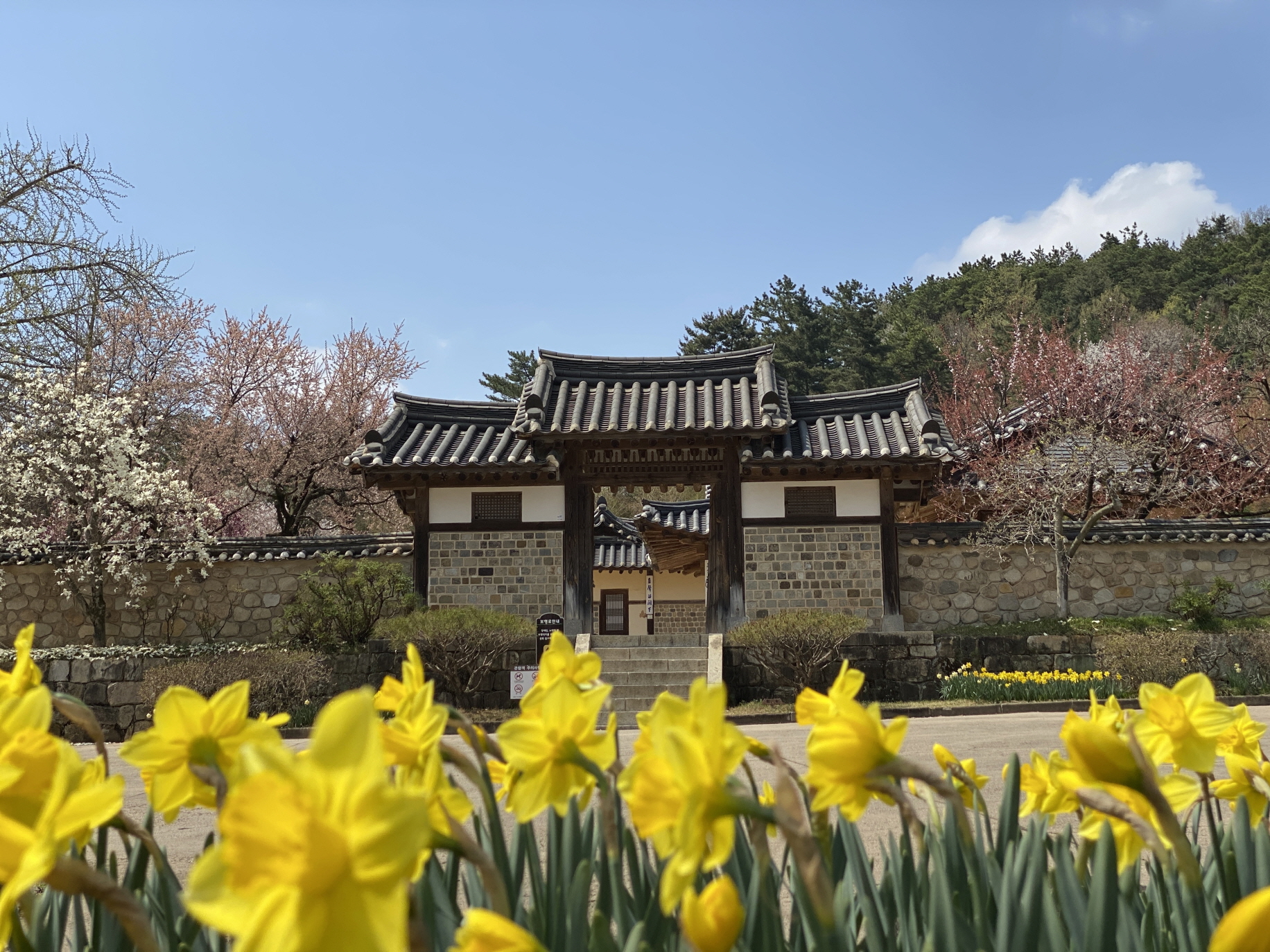 예산군 추사고택, 수선화 개화 시작… 추사가 사랑한 봄 풍경 절정 기대