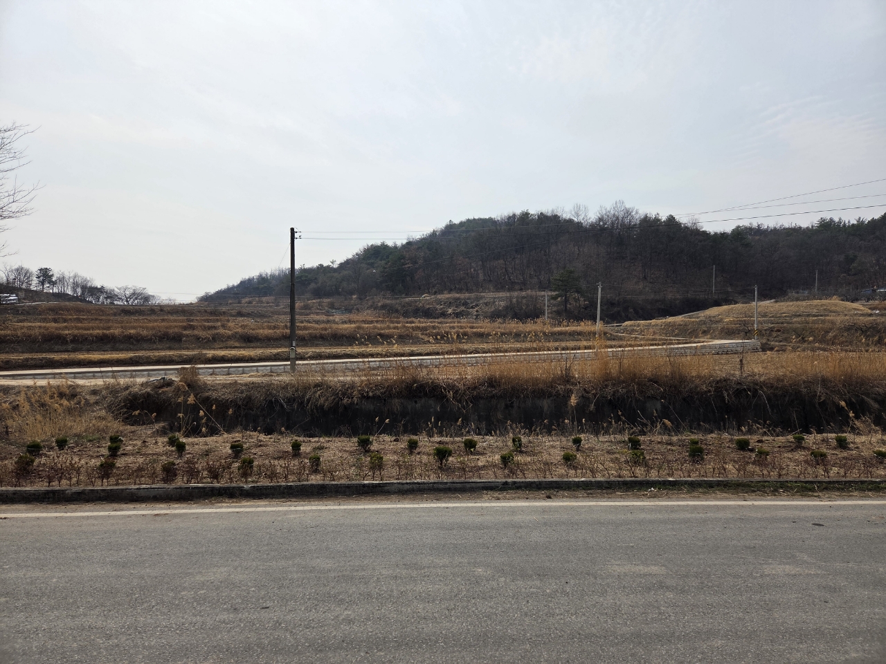 의성 안사면, 측백나무 식재로 마을 경관 개선