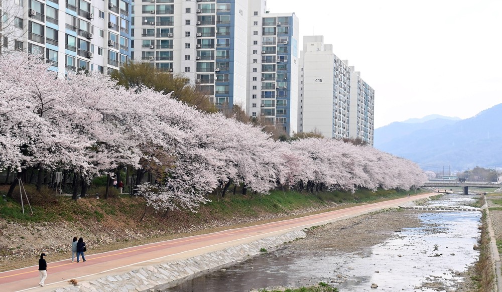 하남시, 도심 곳곳 봄꽃 물결…벚꽃·튤립 개화 앞두고 볼거리 풍성