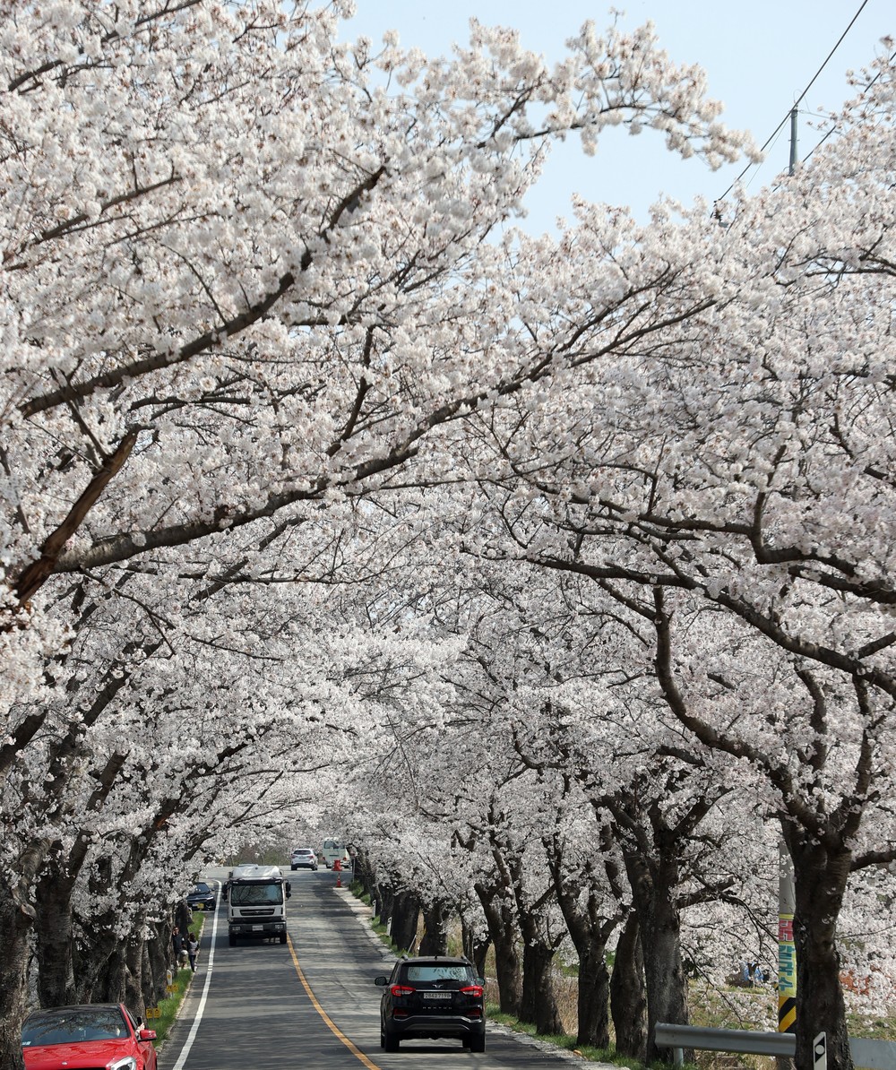영암군, 벚꽃과 함께 달린다... 전국 러너 맞이 벚꽃마라톤대회 개최