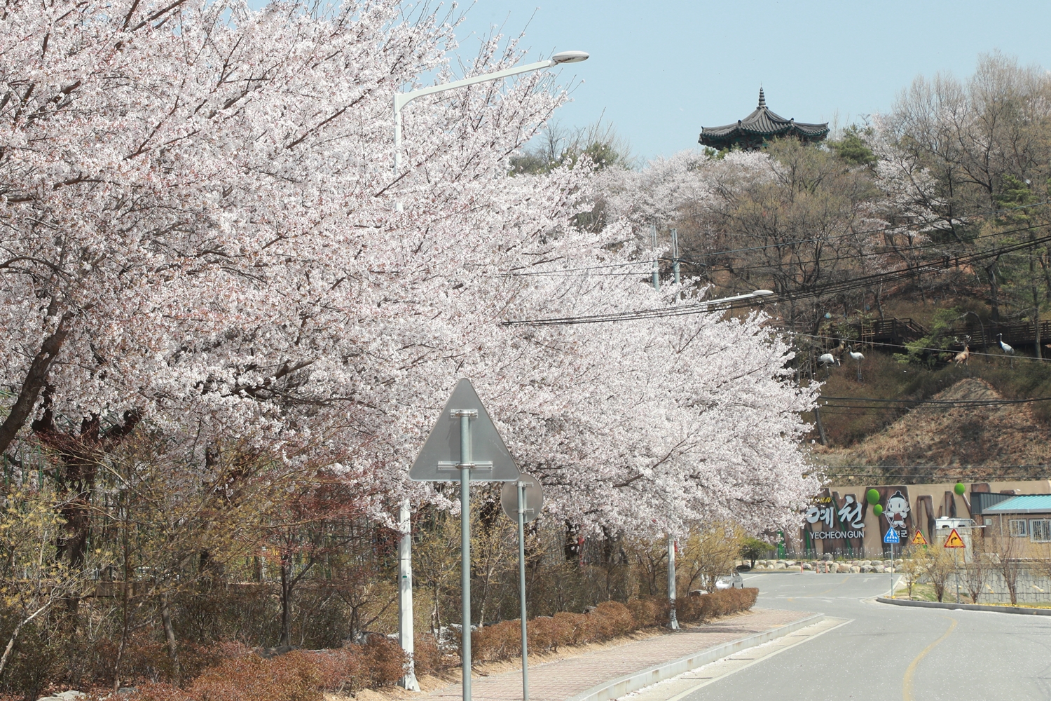 예천군 한천 제방길, 벚꽃 시즌 맞아 야간 경관조명 운영