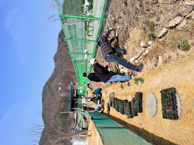 금수강산면 파크골프장, 분홍빛 꽃잔디로 ‘새단장’