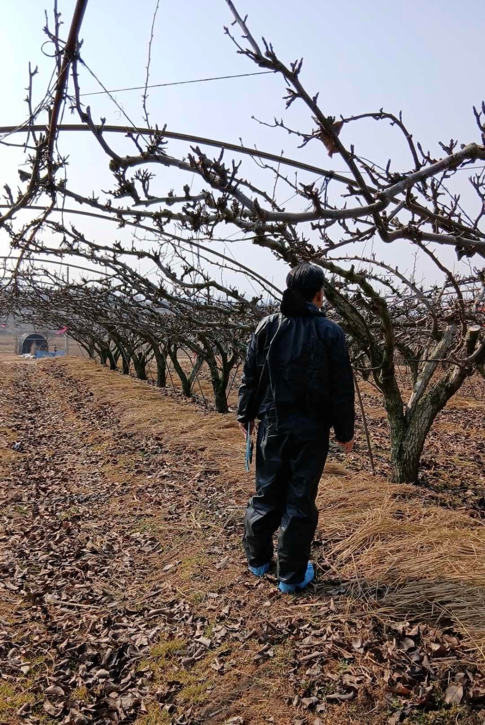 예산군, 과수화상병 월동 예찰 통해 감염주 신속 제거 등 선제 조치 추진