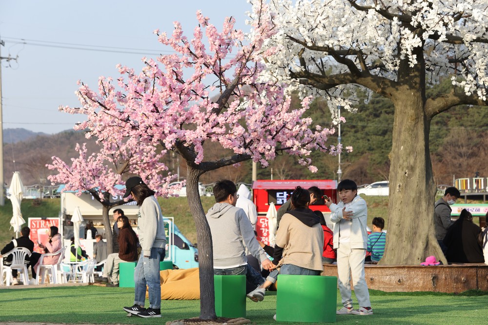 보은군, 4월 3일부터 ‘2026 보은 벚꽃길 축제’ 개최