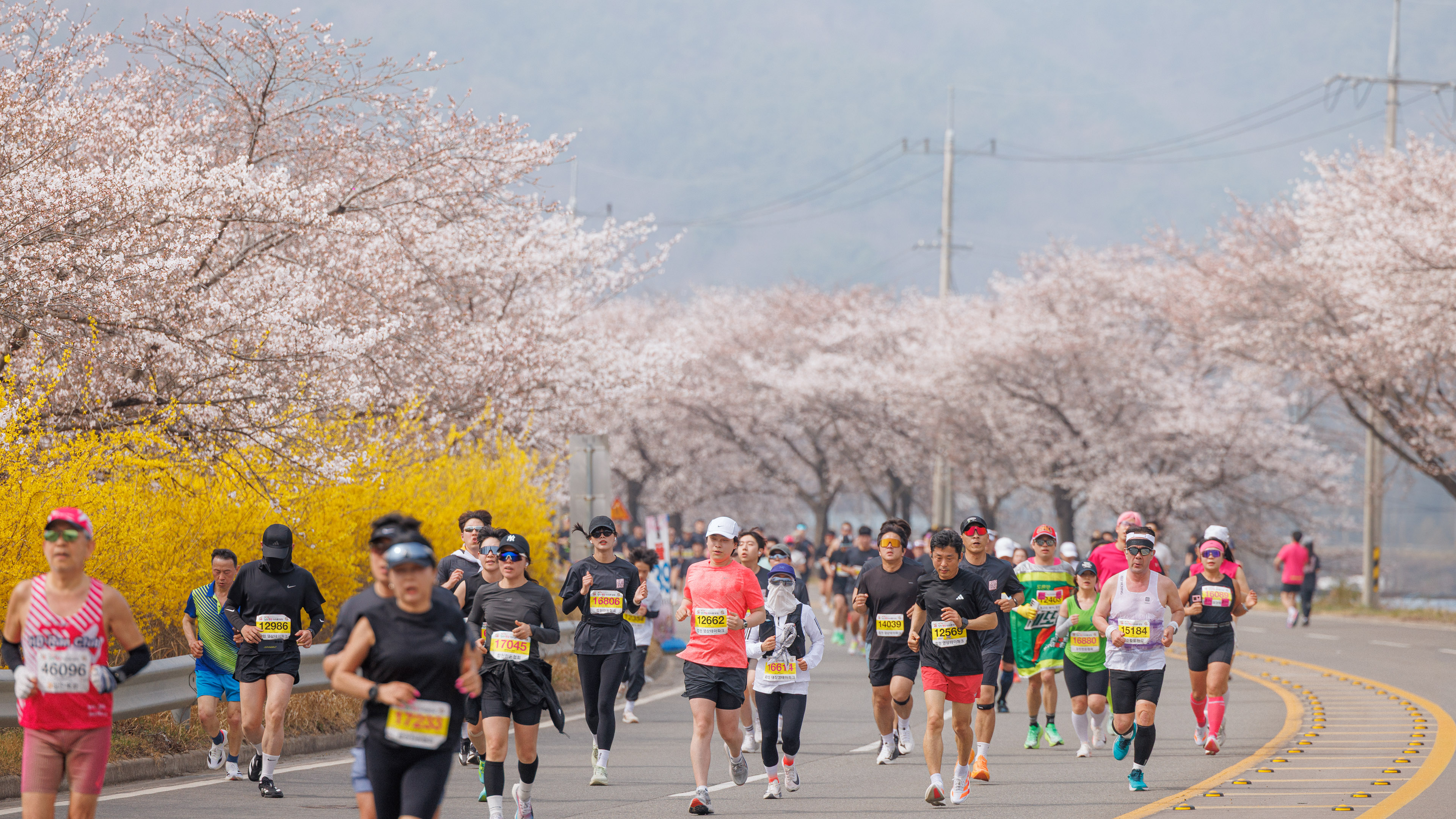 제25회 합천벚꽃마라톤대회 전국적 흥행 속 마무리…‘완성형 마라톤’입증