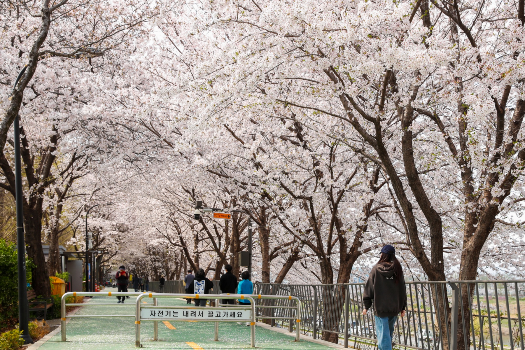 성동구, ‘제9회 송정마을 벚꽃축제’ 개최