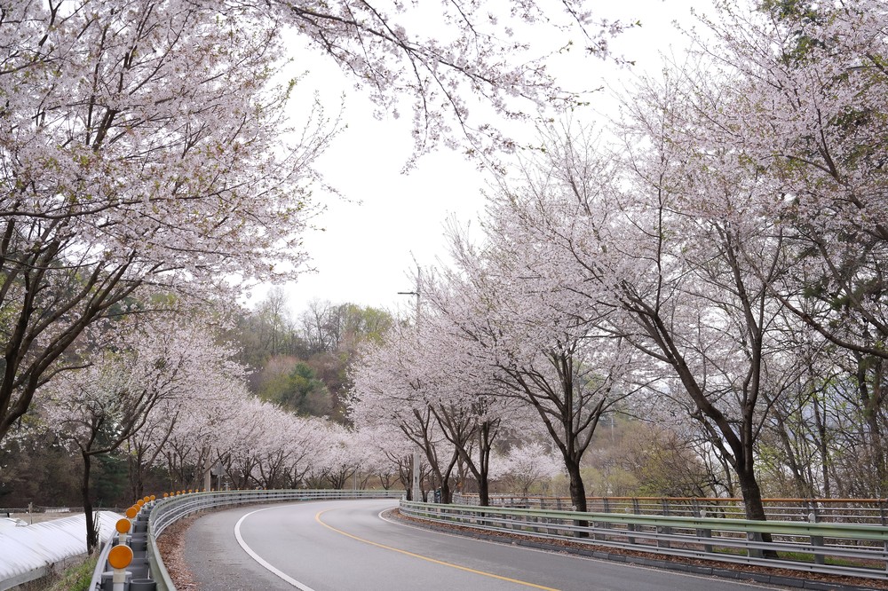 벚꽃 구경 멀리 갈 이유 없다, 광주에 다 있으니까