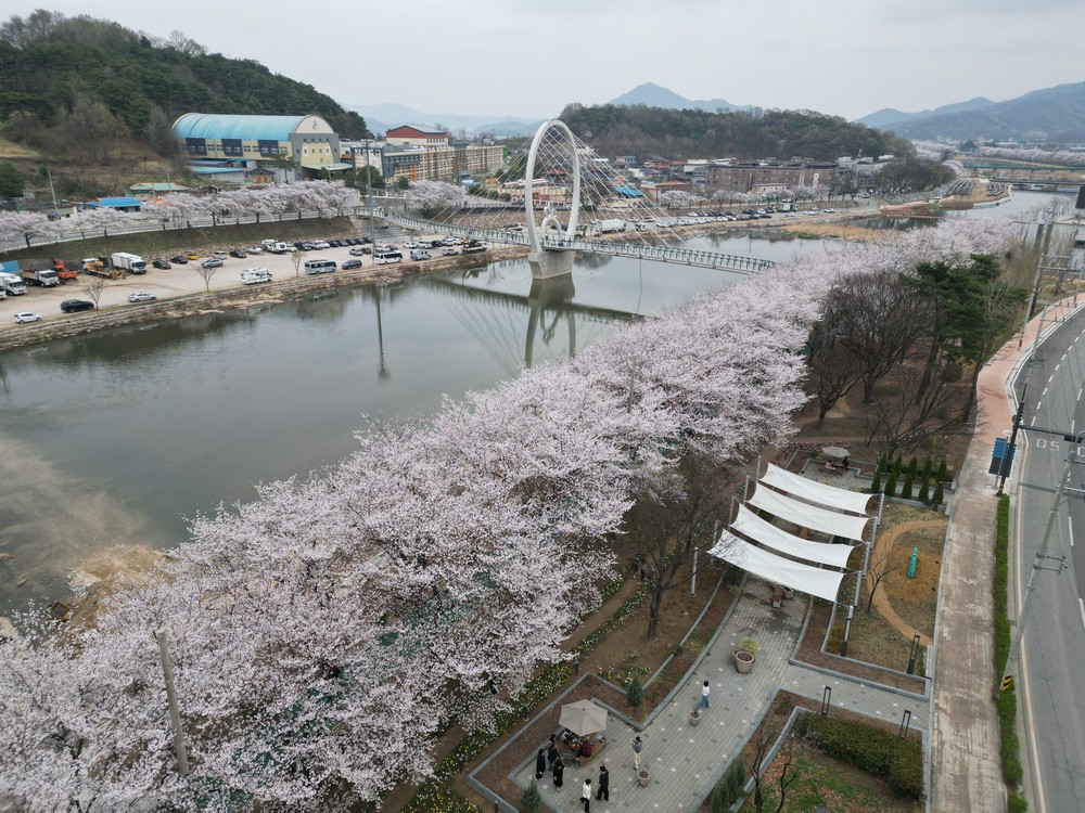 왕벚나무 개화 시작으로 봄격 봄 도래