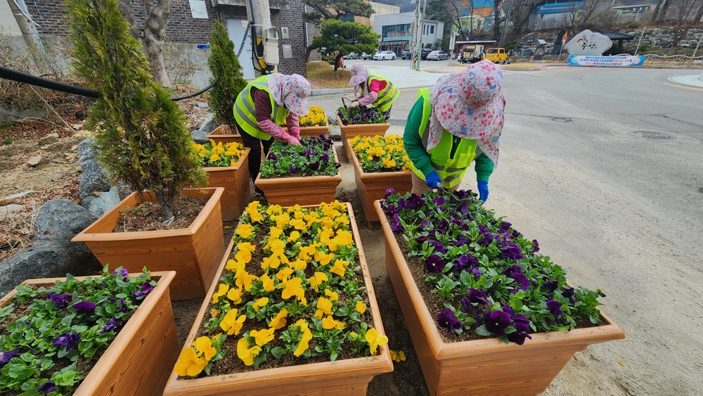 거창군 주상면, 봄꽃 팬지 식재로 화사한 거리 조성