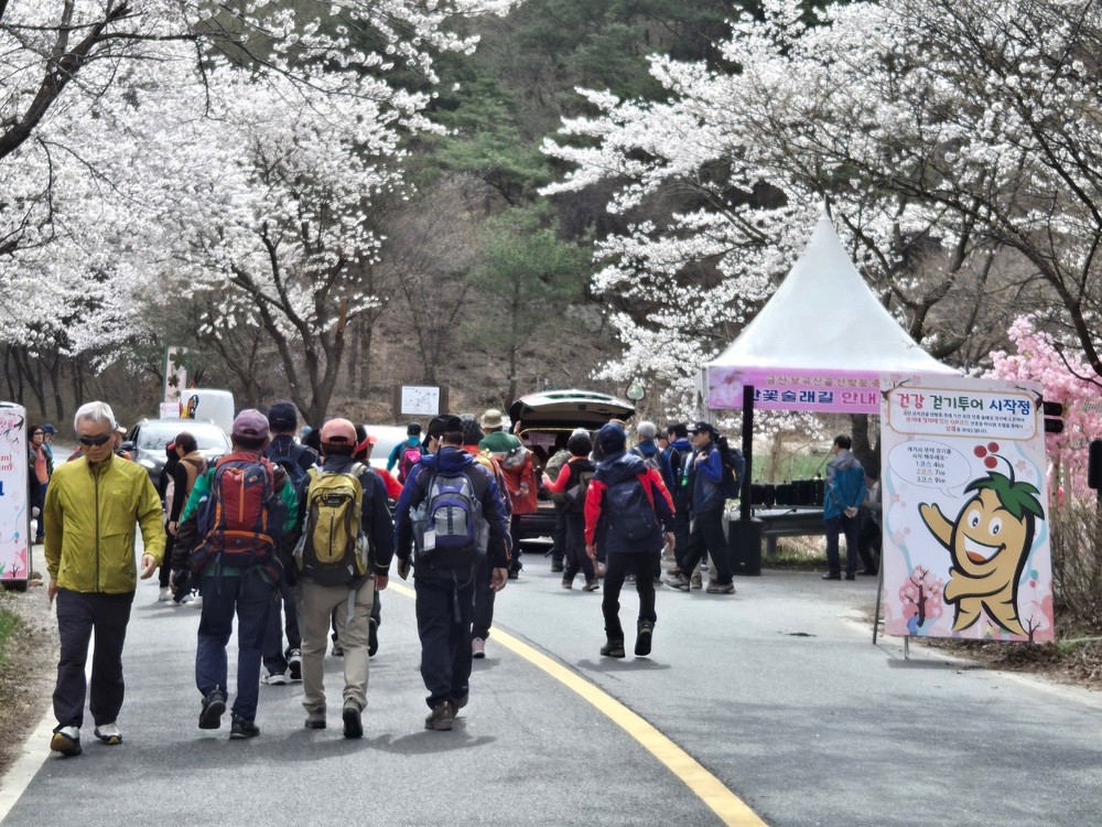 금산군보건소, 보곡산골 산벚꽃 축제와 함께하는 건강 걷기 투어 개최