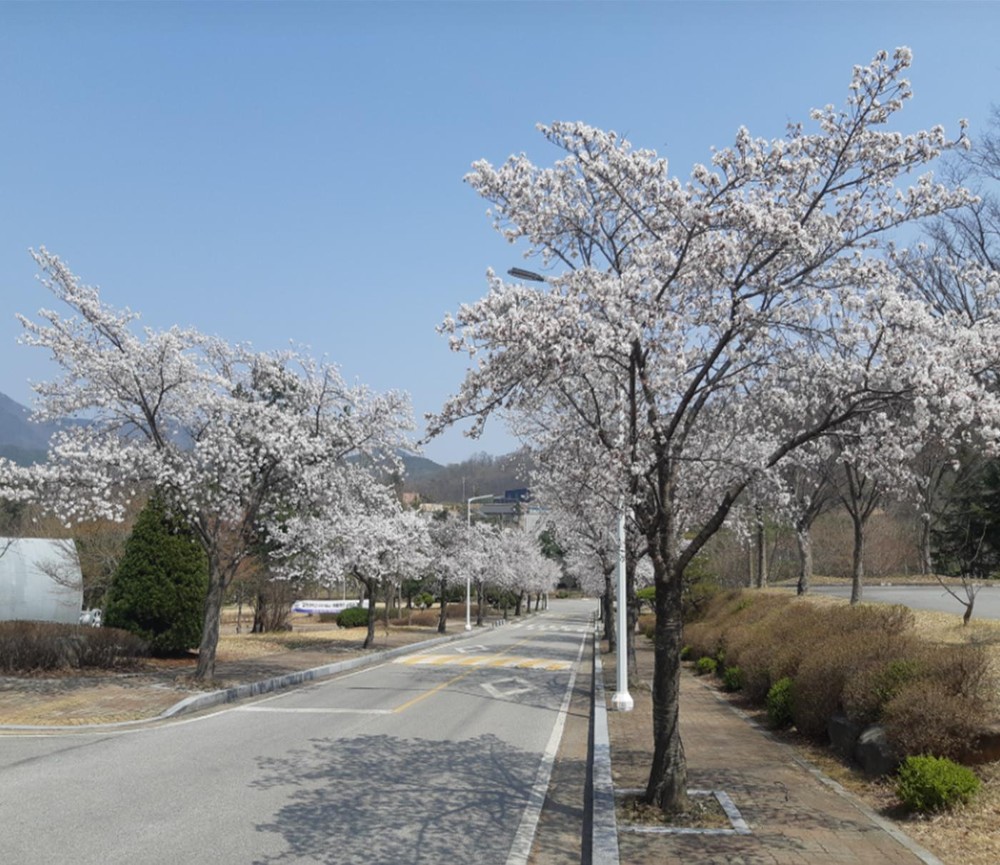 예산군, 국립공주대 산업과학대학 ‘Draw; 봄을 그리다’ 벚꽃 축제 개최