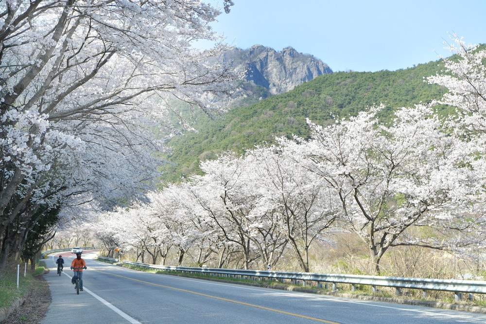 담양호·추월산 적신 분홍빛 봄물결… 상춘객 발길 이어져