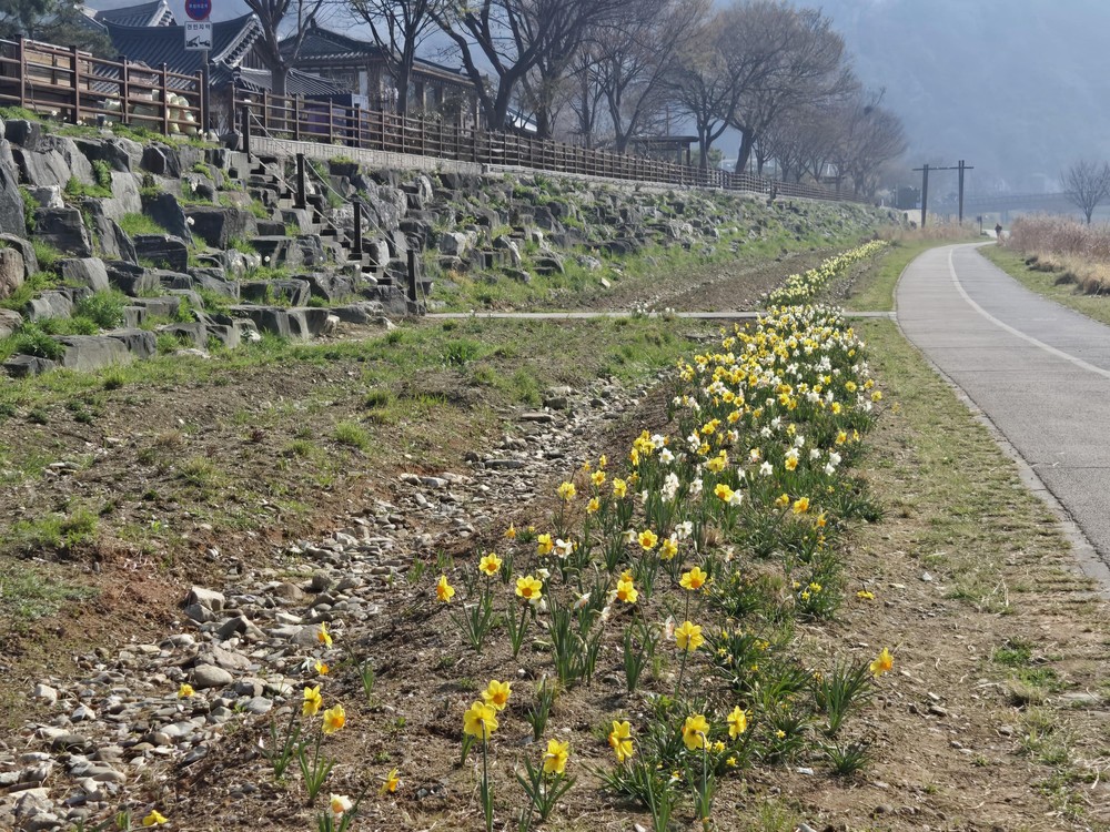 전주천 남천교 일원에 사계절 화사한 꽃밭 조성