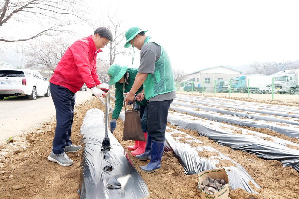 광주시 오포2동, 공동체 텃밭서 ‘사랑의 감자 심기’ 추진