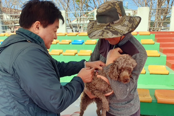 옹진군, 춘계 가축전염병 예방접종 추진