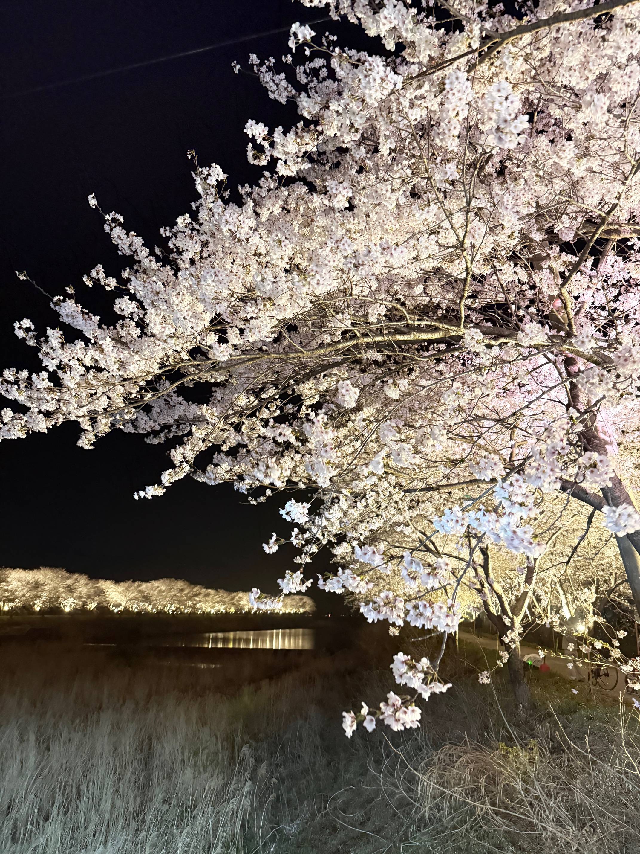 장흥 용산면 남상천 벚꽃문화제 성황리 개최
