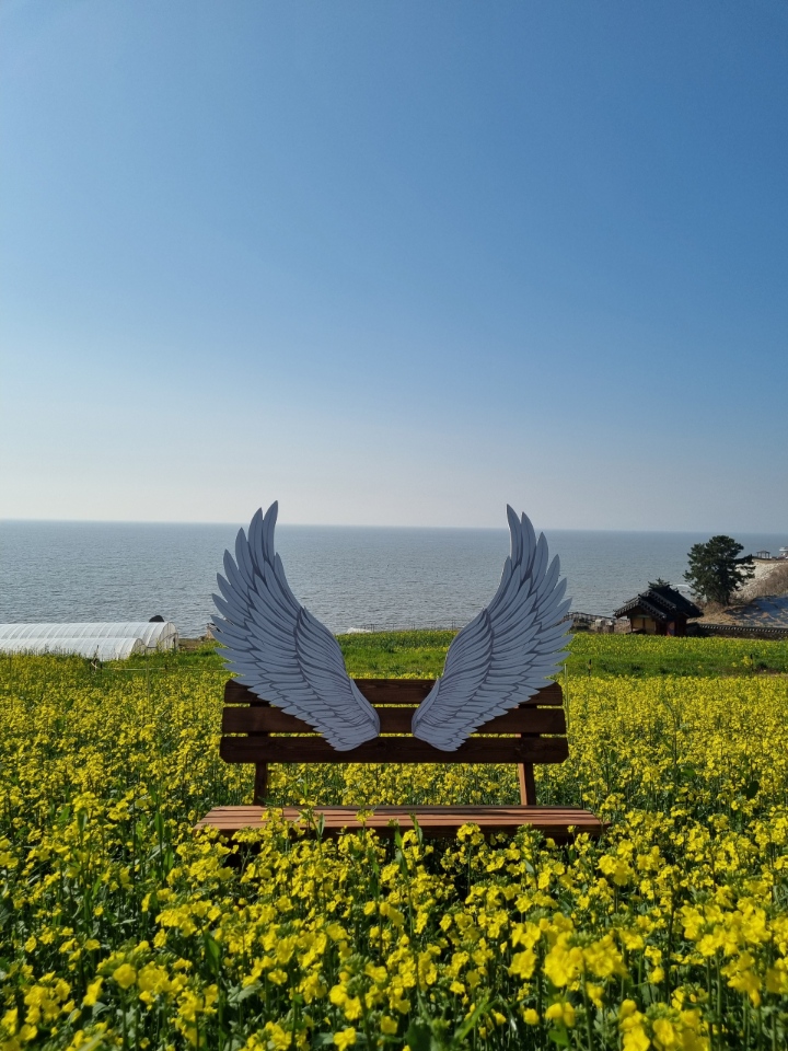 봄맞이 유채꽃, 백수해안도로에서 노란 물결을 만나다