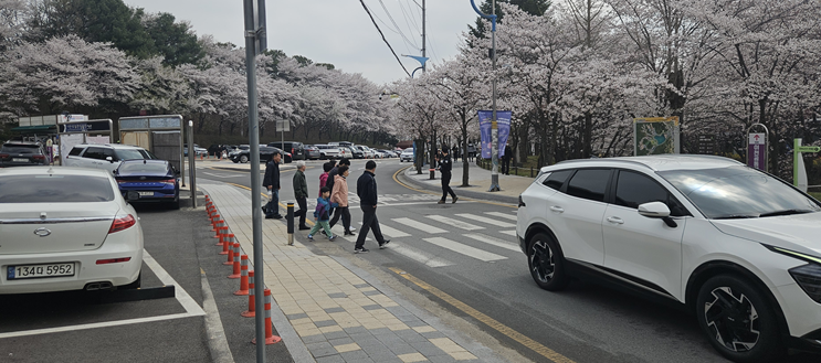 설봉공원 벚꽃 만개… 상춘객 급증