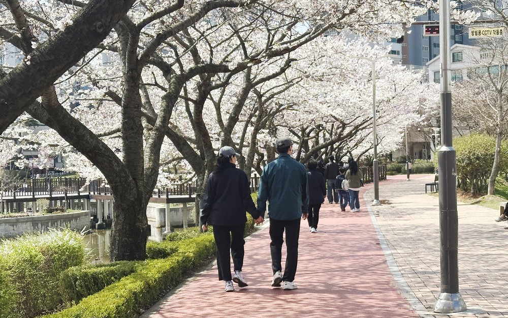 서산시, 비만 예방 걷기 챌린지 성료