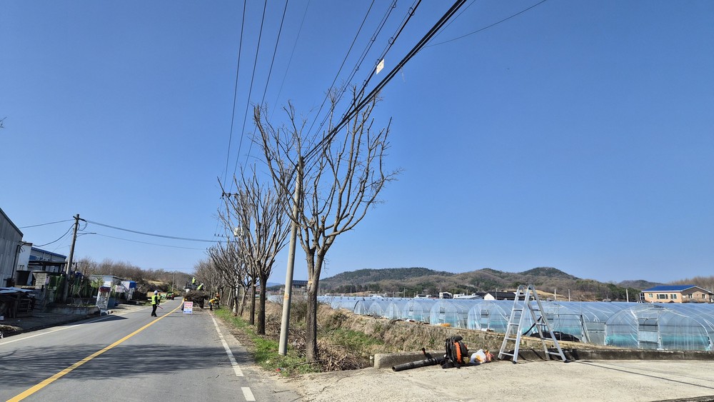 성주군, 봄맞이 가로수 전정 본격 시행