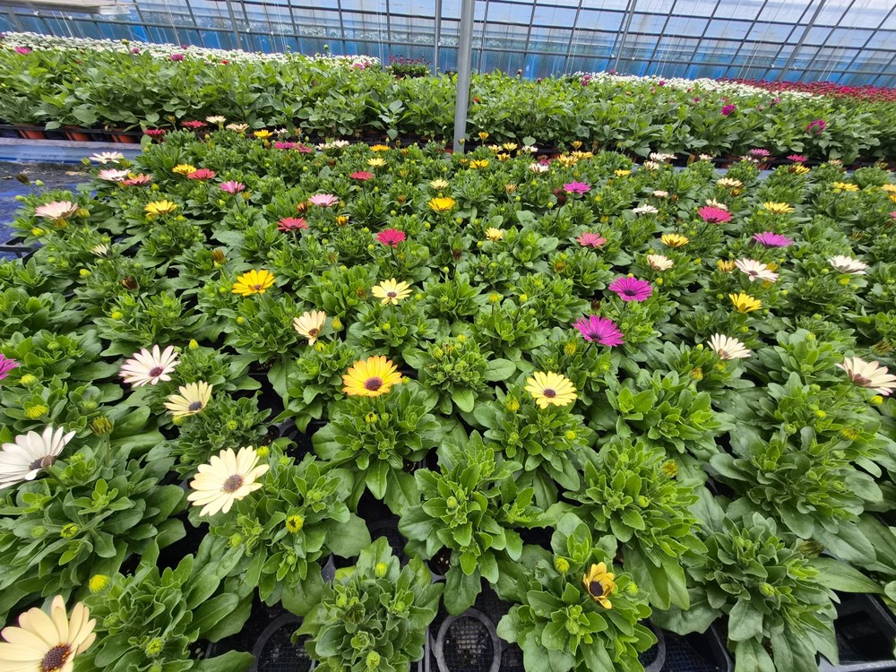 순천시, 도심 곳곳 봄꽃 물결… 읍면동에 19만 본 분양