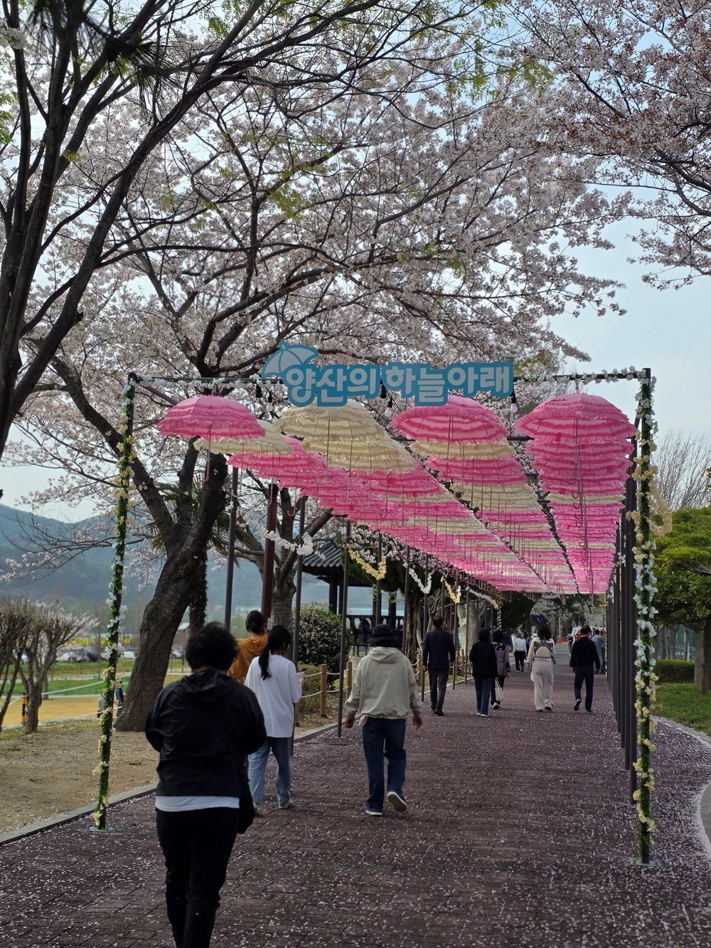 양산시, 물금벚꽃축제서 지역명 살린 이색 포토존 ‘양산의 하늘아래’ 눈길