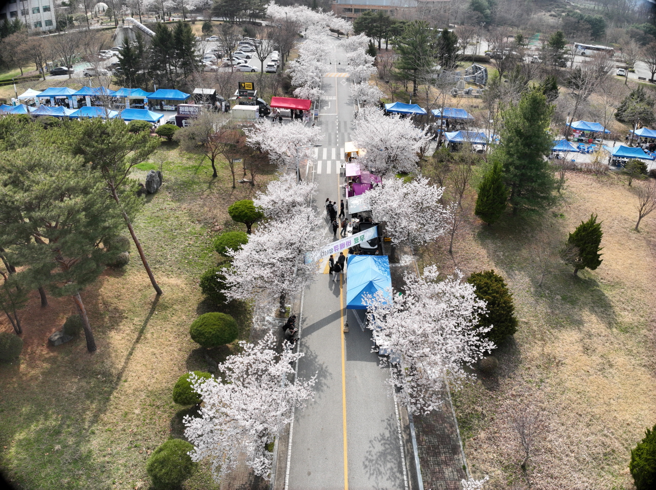 예산군, 국립공주대 산업과학대학 ‘Draw; 봄을 그리다’ 벚꽃 축제 성료