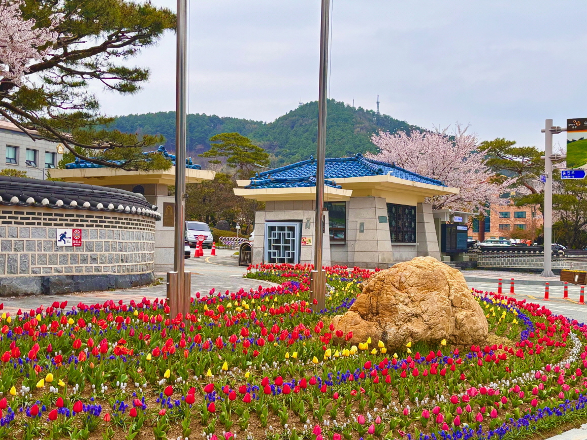 공주시, 도심 곳곳 봄꽃 식재로 봄 정취 확산