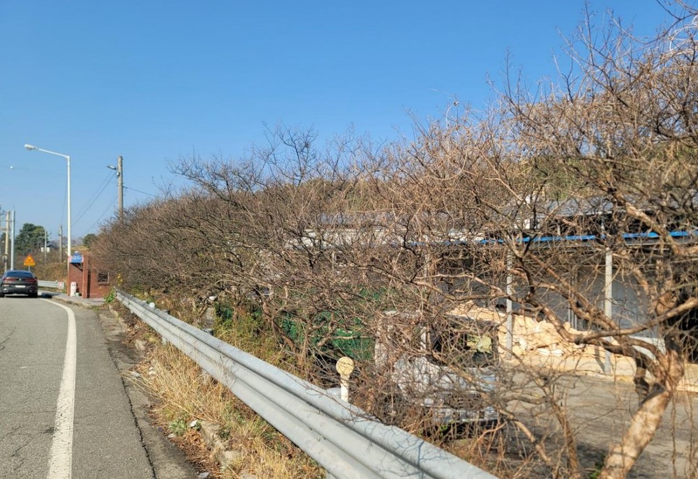 순천시, 배롱나무 전정으로 명품 가로수길 조성 본격화