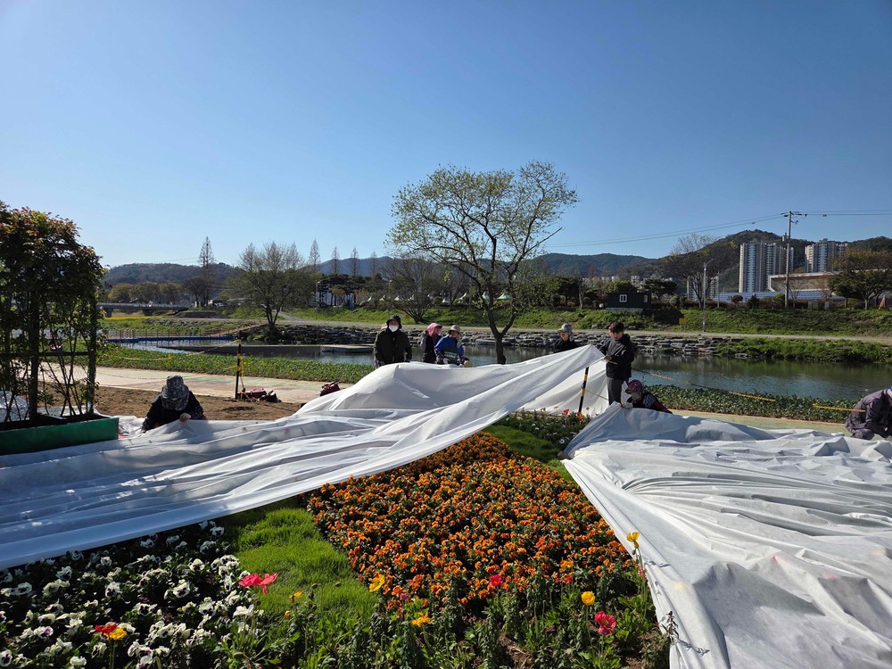 화순군, 우박·서리에도 봄꽃 축제 준비 차질 없이 진행