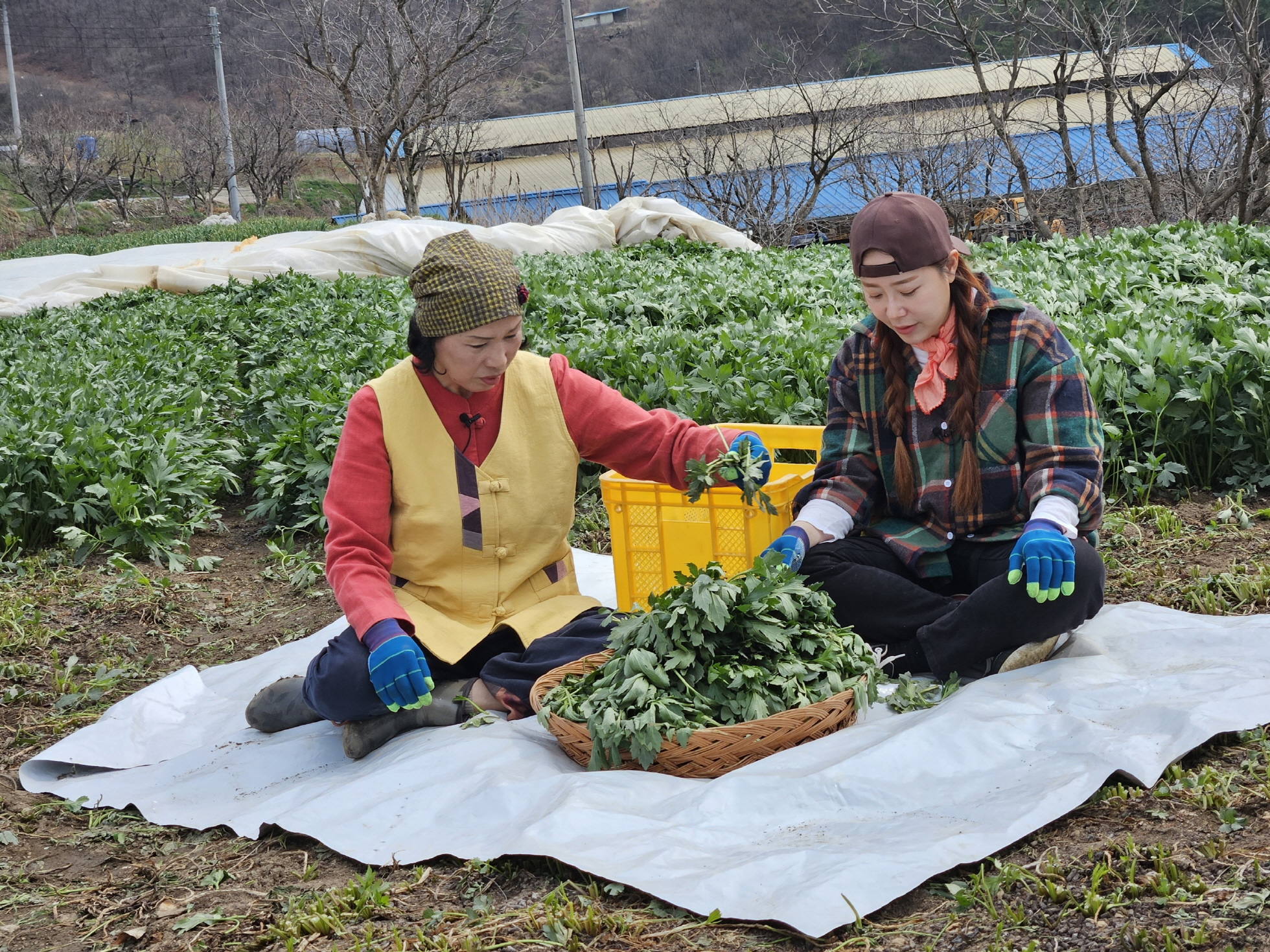 "황금빛 꽃 아래 숨겨진 초록 보물" 청양 죽림리 삼잎국화, 전국 안방 점령!