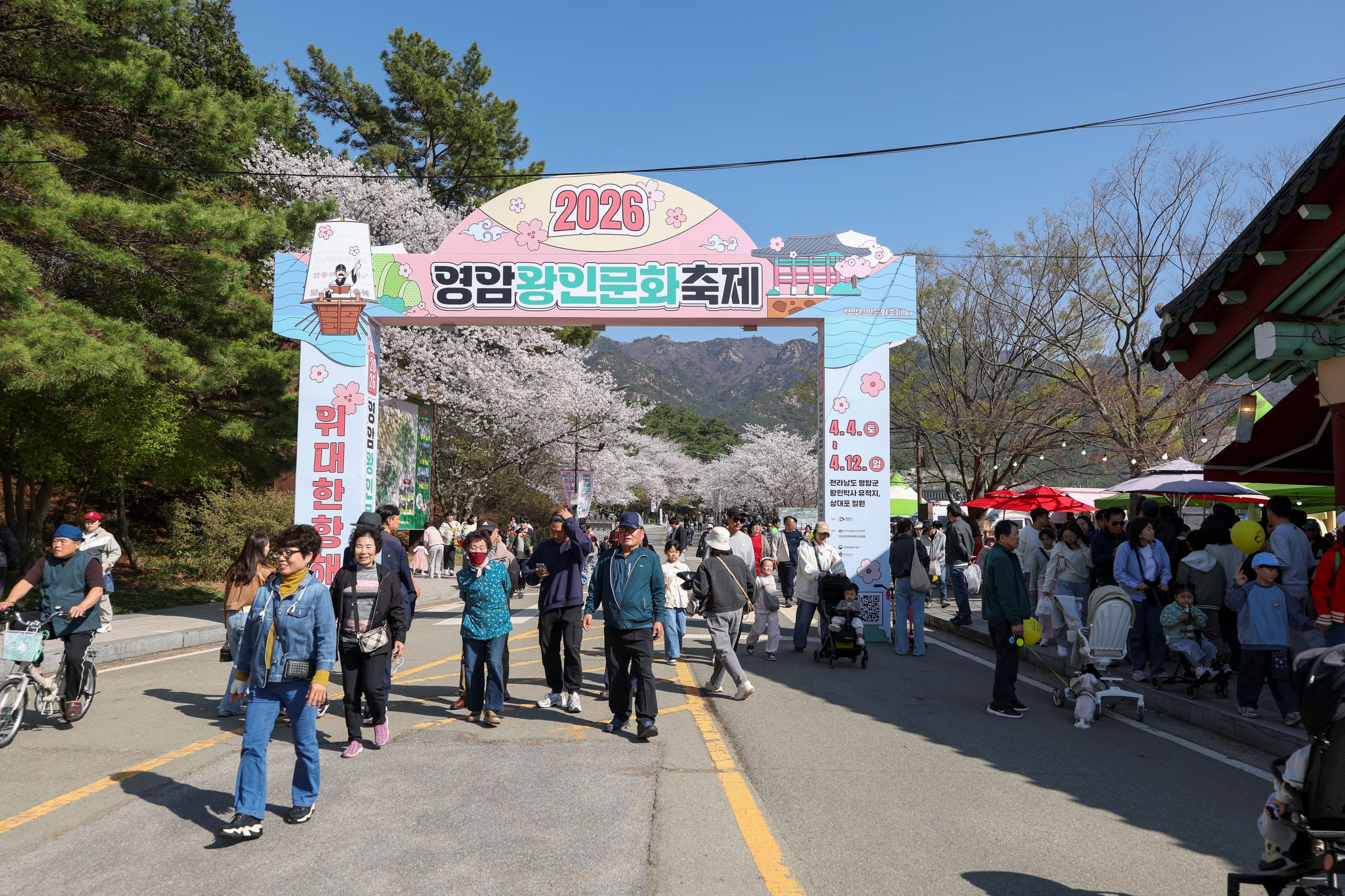 벚꽃으로 열고 왕인으로 완성… 10일부터 영암왕인문화축제 하이라이트 시작