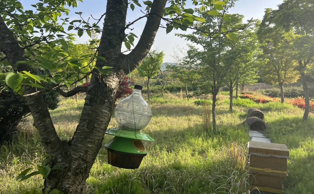 화순군, 4월~5월은 등검은말벌 방제 최적기