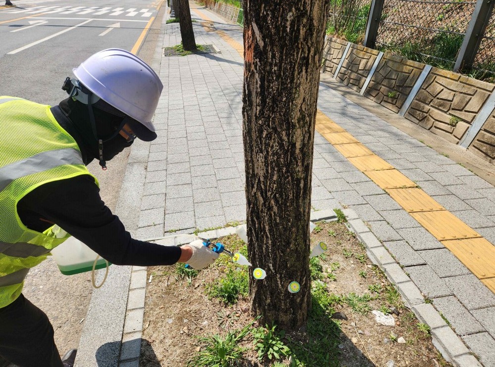 용인특례시 처인구, 은행나무 가로수에 친환경 결실 제어제 주입