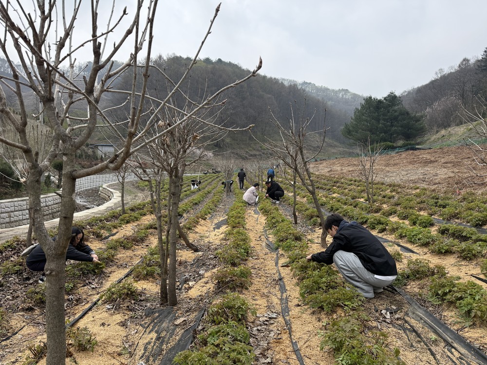 괴산 문광면, 눈개승마 수확 체험 행사 작년에 이어 개최