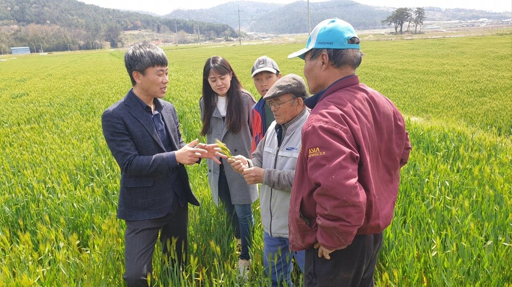 강진군, 봄철 집중호우에 철저한 맥류 사후관리 강조
