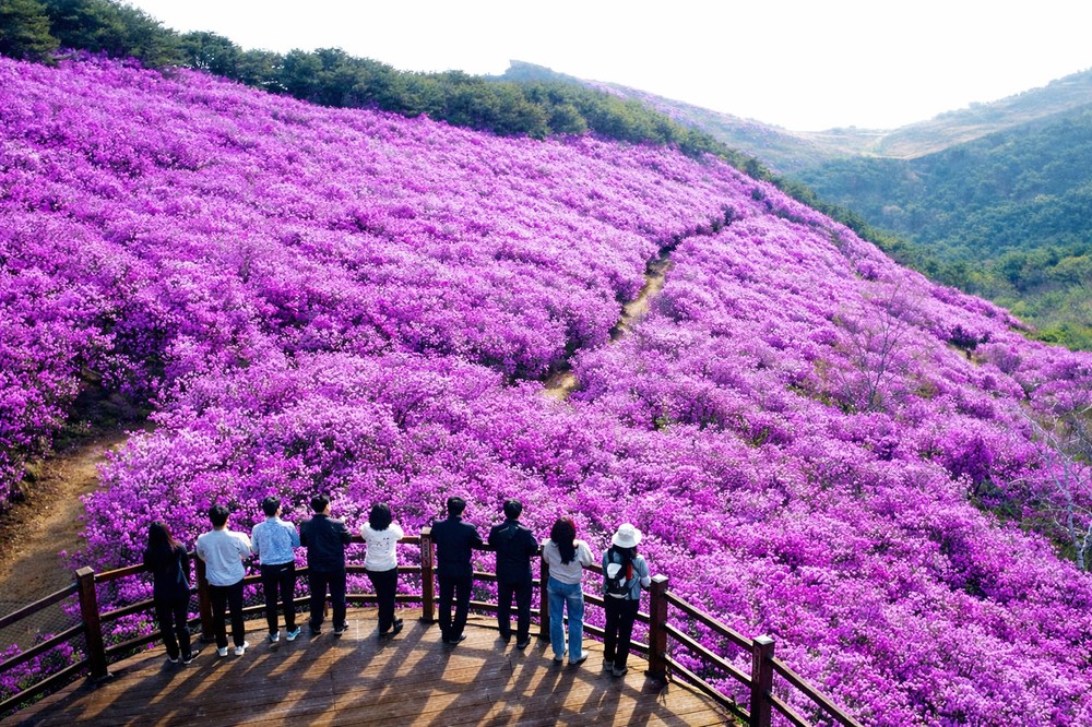 창녕 화왕산 진달래 절정…봄 정취 물씬