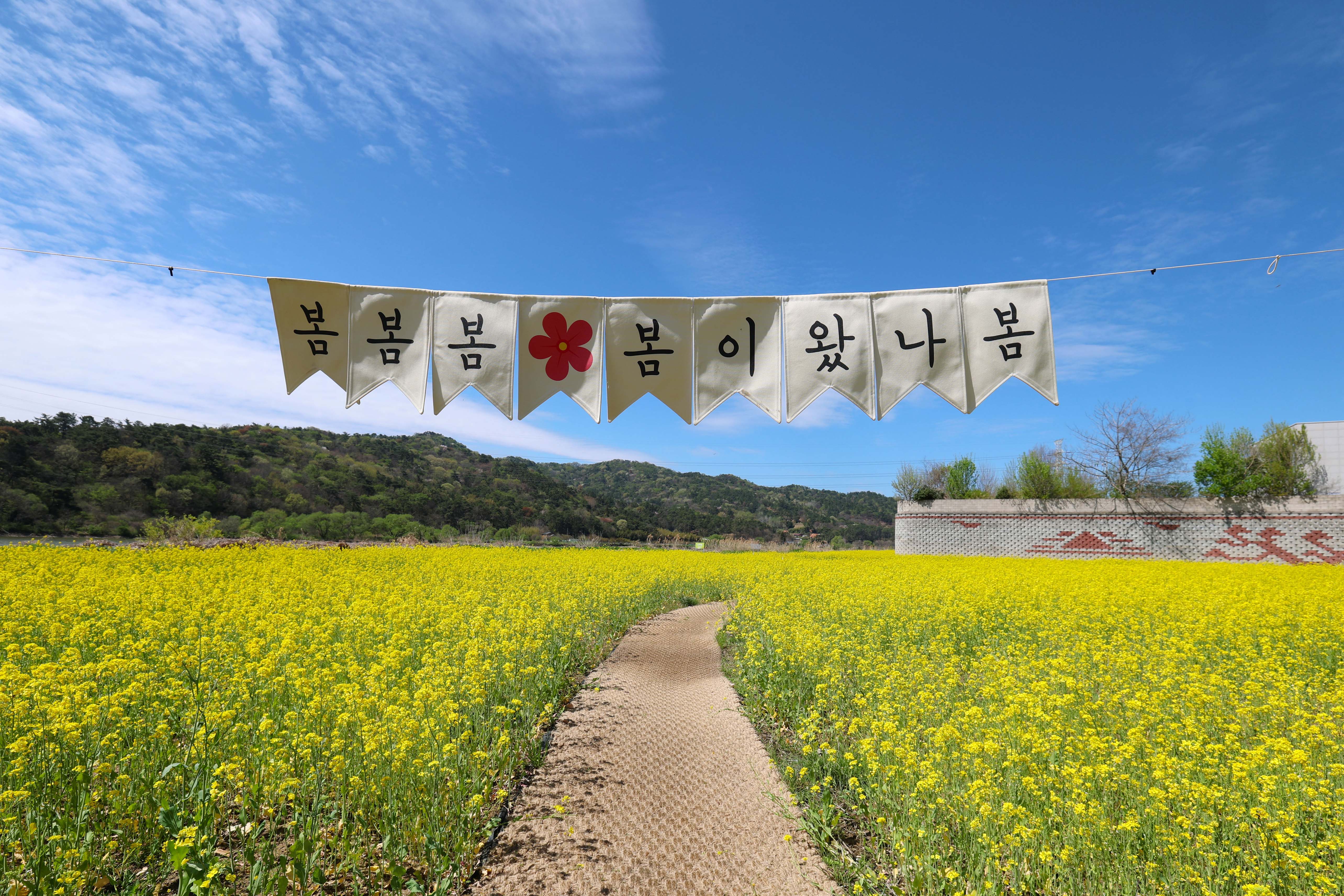 “벚꽃 다음 여기로” 광산구 황룡강생태정원 유채꽃 만발