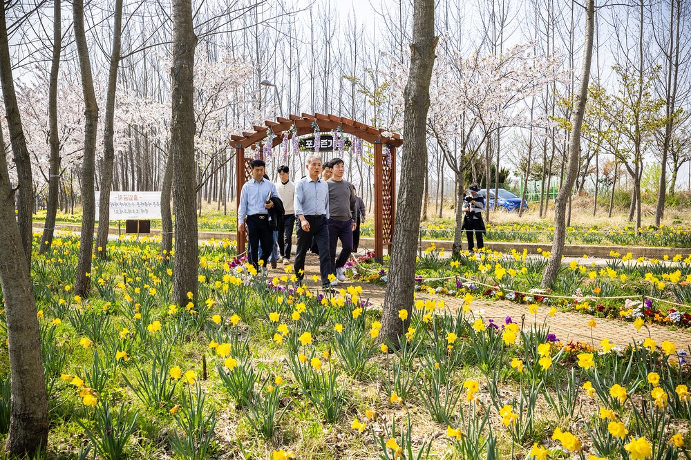 계양아라온 수선화 절정, 윤환 구청장 현장 점검