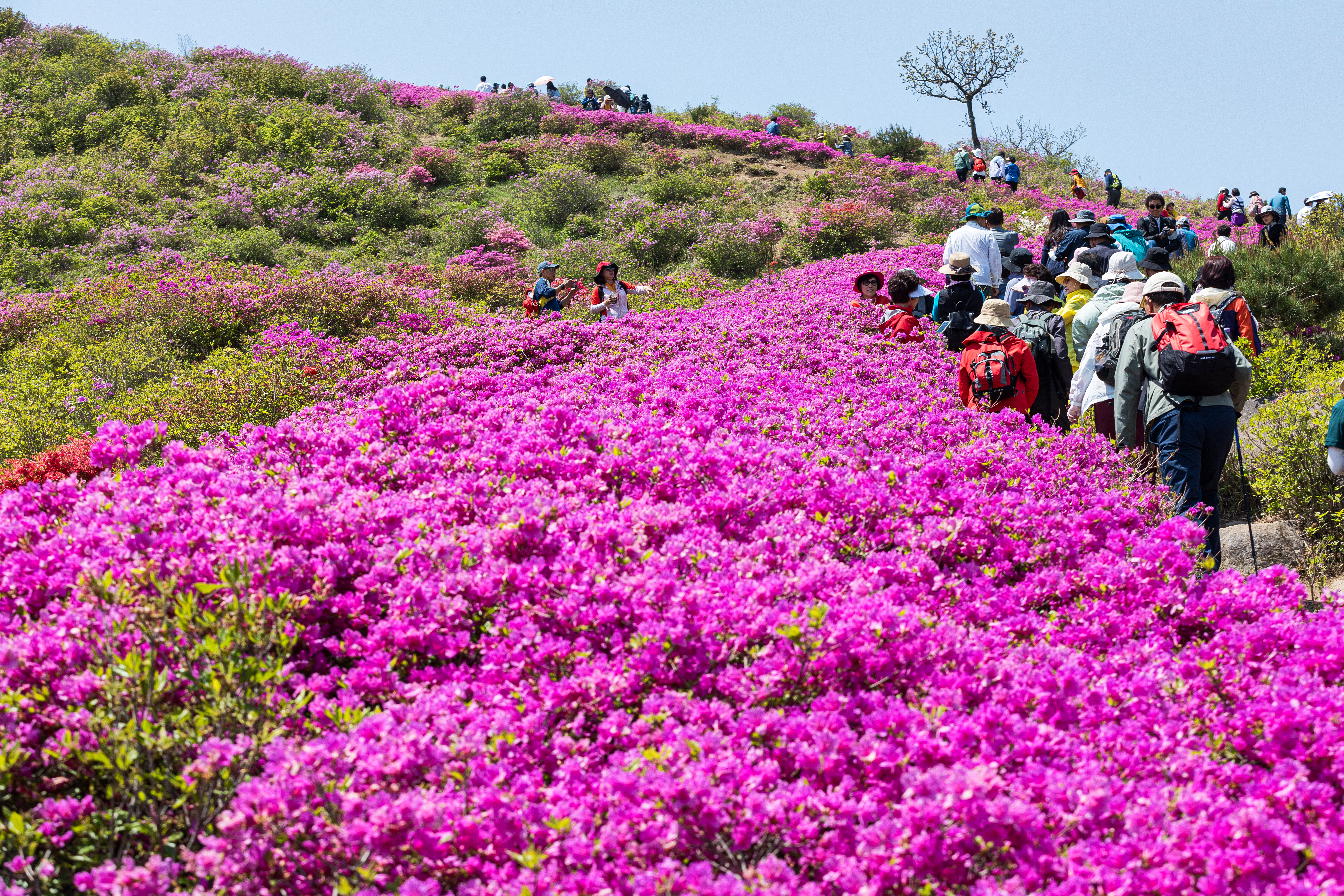 제30회 황매산 철쭉제 개최