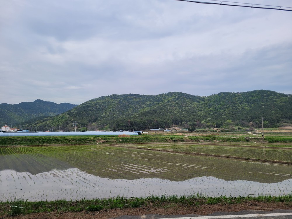 해명마을, 2026년 삼산면 첫 모내기 실시