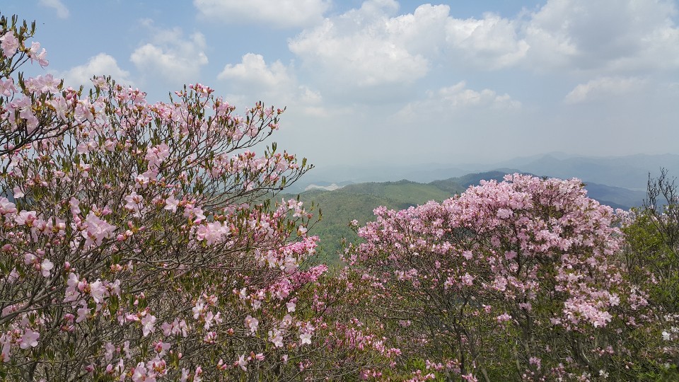 화순군 청풍면, ‘제18회 화학산 고산 철쭉제’ 개최